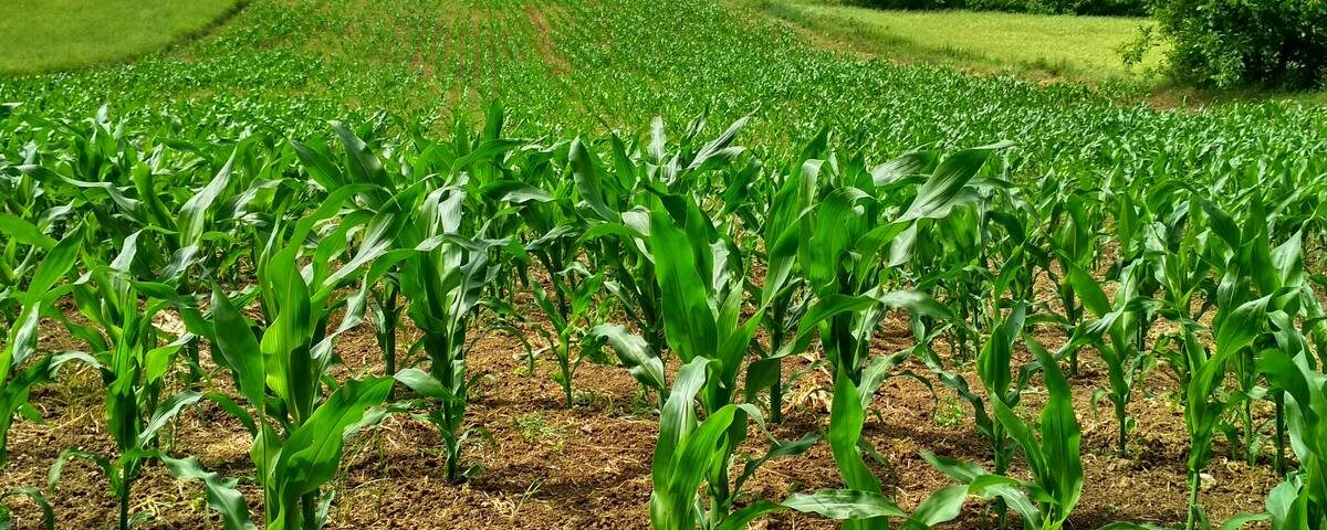 Agricultura Sintropica