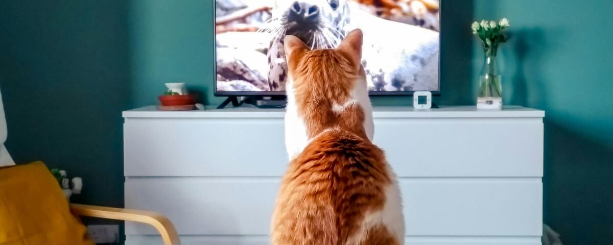 Os Melhores Filmes para Assistir com seu Gato