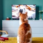 Os Melhores Filmes para Assistir com seu Gato