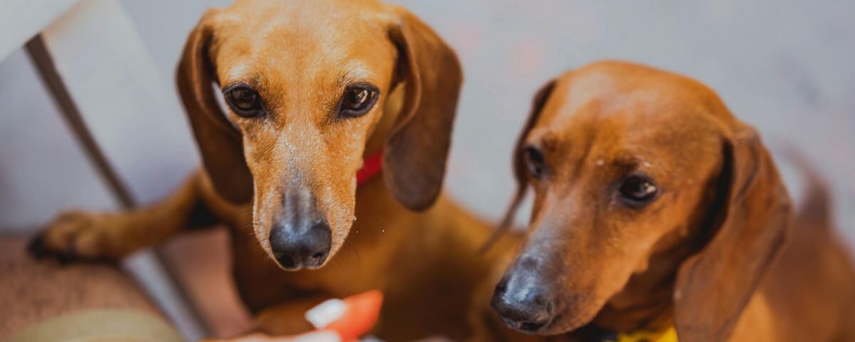 Quais os tipos de dachshunds?