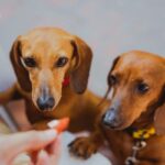 Quais os tipos de dachshunds?