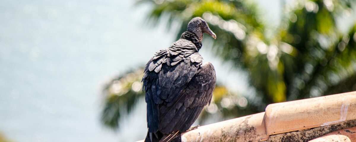 Para visitar o Parque Estadual de Vila Velha em Ponta Grossa, é crucial planejar sua viagem considerando horários, trilhas e