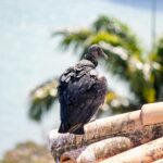 Para visitar o Parque Estadual de Vila Velha em Ponta Grossa, é crucial planejar sua viagem considerando horários, trilhas e