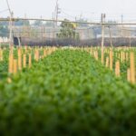 Para agropecuária sustentável, busca-se um modelo de produção que equilibra rentabilidade econômica, justiça social e proteçã