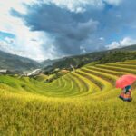 Para o manejo integrado de pragas na agroecologia, implementam-se estratégias ecológicas e sustentáveis que controlam pragas