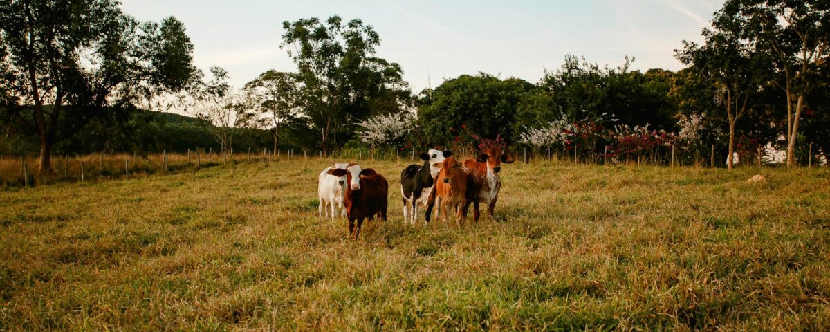 Para entender o que é agricultura e pecuária, saiba que agricultura refere-se ao cultivo do solo para produção de alimentos v