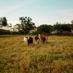 Para entender o que é agricultura e pecuária, saiba que agricultura refere-se ao cultivo do solo para produção de alimentos v