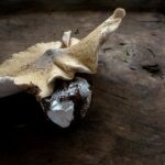 Onde Fica o CPSA FIES? Guia Completo de Localização e Atribuições Essenciais — onde fica cpsa fies | Noticias Paraná