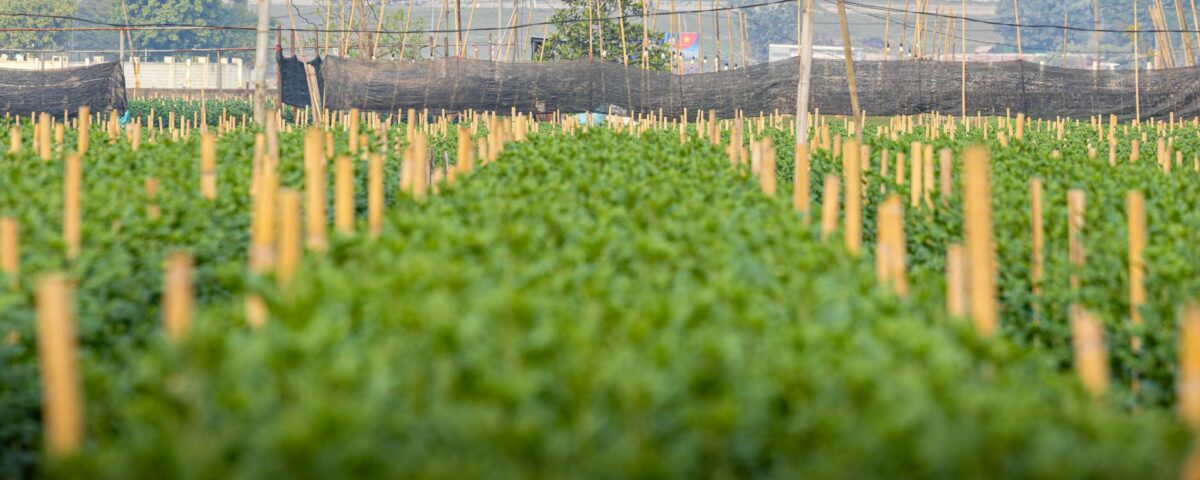 Para práticas sustentáveis na agricultura, é essencial adotar métodos que preservem recursos naturais, melhorem a saúde do so