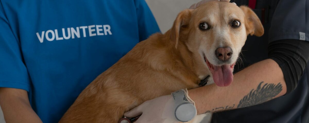 Para os primeiros cuidados de um filhote de cachorro recém-nascido, é crucial garantir um ambiente aquecido e seguro, estimul