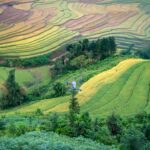 Tecnologia no Campo: Exemplos Práticos que Estão Revolucionando o Agronegócio Brasileiro 13 Para tecnologia no campo exemplos, destacam-se drones para monitoramento, sensores de IoT para dados de solo e clima, máquina