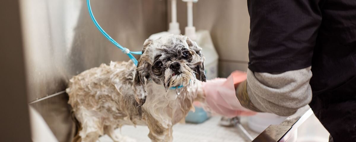 Tanque entupido por pelos de animais
