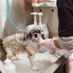 Tanque entupido por pelos de animais: como prevenir 16 Tanque entupido por pelos de animais